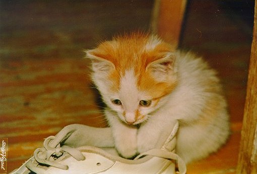look at my cat! isnt it so lovely! - 1997