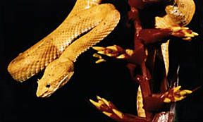 Eyelash Viper
