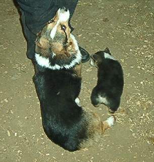The pup to the right of Rocko is a daughter from another mating