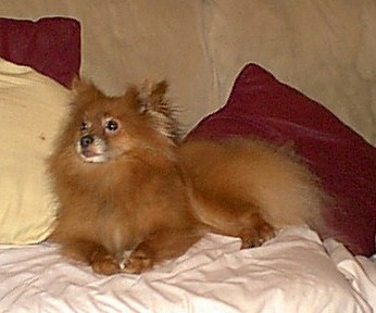 Relaxing on the couch
