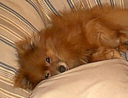 Nap time Teddy