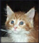 See my view on kitty cats! 