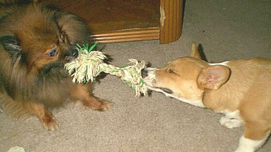 Tuffy tugs with Sammie