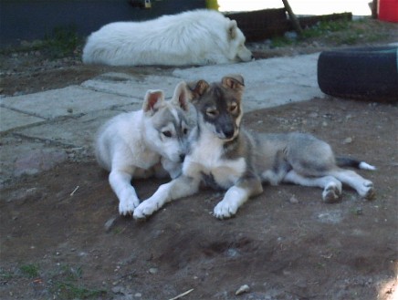 Ivan och Inez