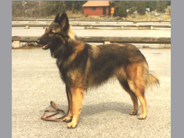 Foxfire Evelyn-Monroe "Ami"