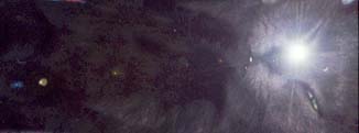Samsa Banner