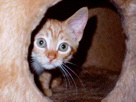 Ain't the kittty cute?