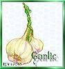 GARLIC BULBS
