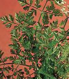 Chervil