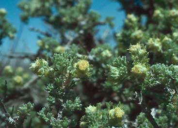 Bud Sagebrush