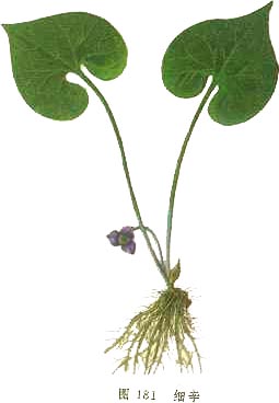 WILD GINGER