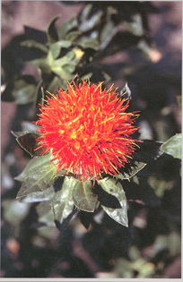 Safflower flower