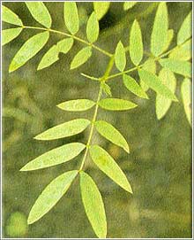 cinnamomum cassia
