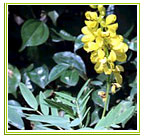 Senna Flowers