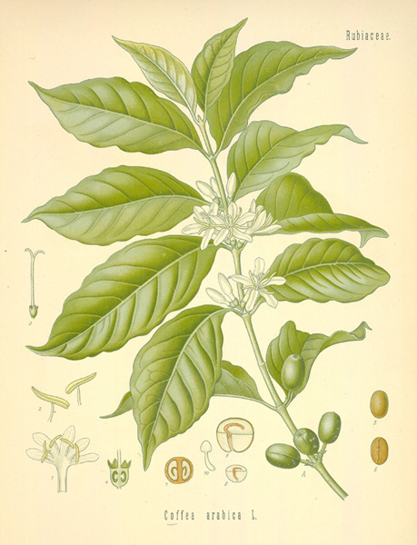 coffea arabica