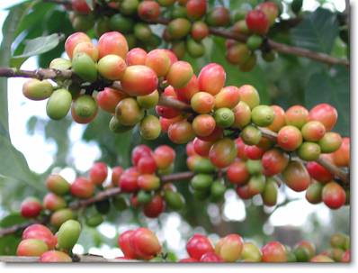 Coffee Cherries