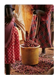 Coffee Beans