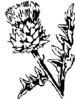 artichoke flower
