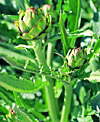 artichoke flower