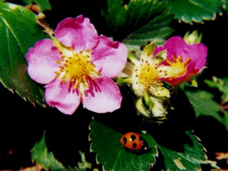wild strawberry flowers