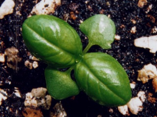 basil seedling