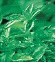 sweet basil