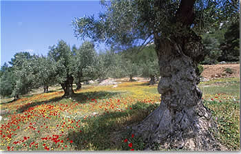 Olive Trees and Flowers