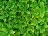 Oregano Bunch