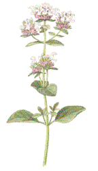 oregano
