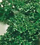 Curly Dwarf Parsley
