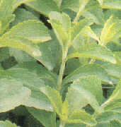 stevia plant