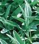 sage leaves