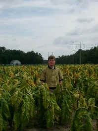 A tobacco field in September 2002