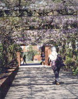 The wysteria walk in the Social Studies building