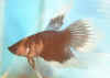 Blue/White Butterfly STF (Born: 25 Dec 2001)