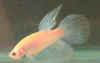 Crystal_1.jpg (9730 bytes)