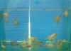 LemonFries1.jpg (22343 bytes)