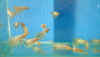 LemonFries2.jpg (20977 bytes)