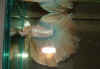 Lemon_STM.jpg (17696 bytes)