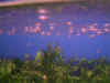 Opaque_Fries_04.jpg (72814 bytes)