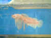Spawning Pic 01