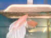 Spawning Pic 02