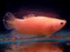 Opaque_STF2_02.jpg (85856 bytes)