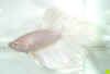 Opaque_STM.jpg (12853 bytes)