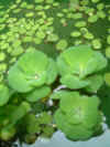 Plants_02.jpg (74803 bytes)