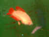 Red_Cam_Plakat_02.jpg (63201 bytes)