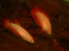 Red_Cam_Plakat_03.jpg (68655 bytes)