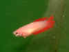 Red_Cam_Plakat_04.jpg (62230 bytes)