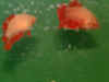 Red_Cam_Plakat_05.jpg (63366 bytes)