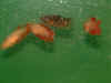 Red_Cam_Plakat_06.jpg (65970 bytes)